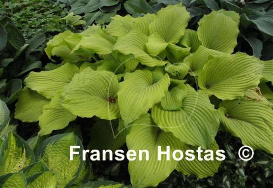 Hosta Great Lakes Gold